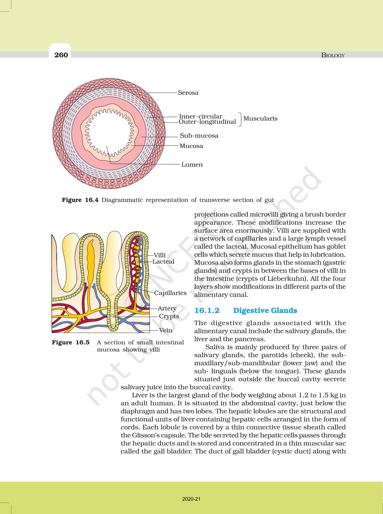 digestion-and-absorption-ncert-book-of-class-11-biology